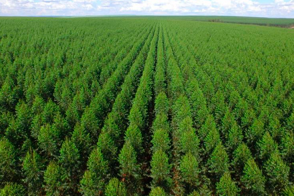 Euca-Fort se aplica mudas de eucalipto acelerando o crescimento da raiz, aumentando o volume das raízes em 27% e a massa em 13%, promove maior uniformidade entre as mudas, deixando-as prontas 30% mais rápido, reduzindo a sua mortalidade em 16% e tornando-a mais resistente ao estresse hídrico.