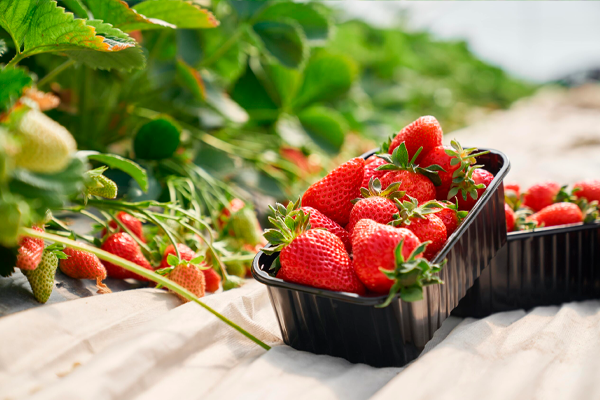Fort-Fruta se aplica as frutas em estufa, fortalece o sistema imunológico das plantas, promove o desenvolvimento uniforme das raizes, aumenta a eficácia de absorção dos nutrientes, resultando em frutas maiores, mais doces, reduzindo os adubos quimicos em 15% e reduzindo o uso de inseticidas em até 70%.